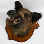 TAXIDERMY - a boar's head, on oak shield bracket, with label for Frederick Leprael (bracket height