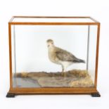 TAXIDERMY - a plover on naturalistic base, in glazed case, width 38cm, case height 31cm