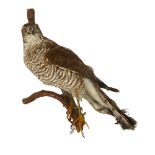 TAXIDERMY - a hawk sitting on a branch, height 20cm