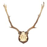 TAXIDERMY - a pair of fallow deer antlers on shield plaque, length 53cm