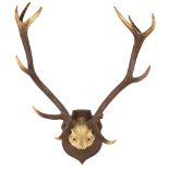 TAXIDERMY - a large pair of stag antlers on shield-shape plaque, length 75cm
