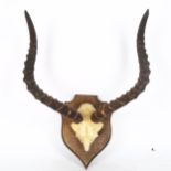 TAXIDERMY - a small pair of African antelope antlers on shield-shape plaque, length 38cm