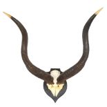 TAXIDERMY - a pair of African antelope antlers on shield-shape plaque, length 63cm