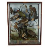 TAXIDERMY - a large display of birds, to include woodpeckers, finches, jays, hawks etc, in glazed