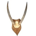 TAXIDERMY - a pair of African antelope antlers on shield-shape plaque, length 52cm