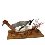 TAXIDERMY - a European widgeon on naturalistic stand, stand width 46cm