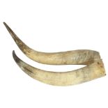 TAXIDERMY - a large pair of Highland Cattle horns, length 75cm