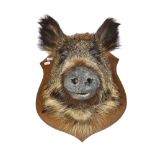 TAXIDERMY - a wild boar's head on shield-shape plaque, length 45cm