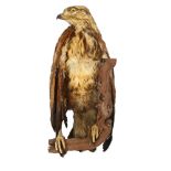 TAXIDERMY - a hawk, length 40cm