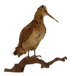 TAXIDERMY - a Woodcock sitting on a branch, height 30cm