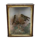 TAXIDERMY - a pair of finches on naturalistic plinth, in glazed case, case height 30cm