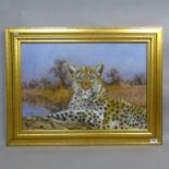 Clive Fredriksson, oil on canvas, study of a seated leopard, 62cm x 82cm overall, framed