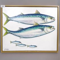 Clive Fredriksson, oil on canvas, study of mackerel and whitebait, 44cm x 54cm overall, framed