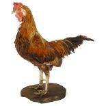 TAXIDERMY - a rooster on stand, height 37cm