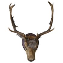 TAXIDERMY - a deer's head and antlers mounted on board, width between antlers 54cm