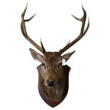 TAXIDERMY - a large stag's head with antlers mounted on shield plaque, width between antlers 56cm