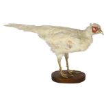 TAXIDERMY - an albino pheasant on stand, height 30cm