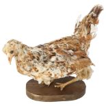 TAXIDERMY - a Swedish Flower Hen on stand, overall height 25cm