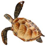 A painted wood wall-mounted turtle, 92cm