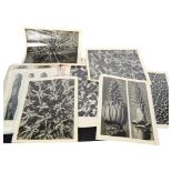 KARL BLOSSFELDT - a collection of loose black and white book plates, Nature's Miracle Garden