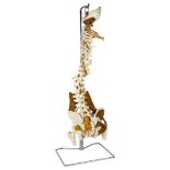 A modern vertebral column classroom model on chrome stand, height 90cm