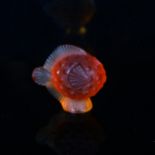 LALIQUE - an orange glass puffer fish, engraved signature, height 4.5cm Perfect condition