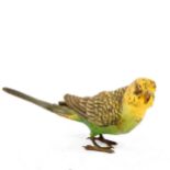 Austrian cold painted bronze parakeet, length 16cm