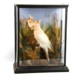 TAXIDERMY - cockatoo in naturalistic setting and glazed display case, circa 1900, height 55cm