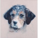 Patricia Jago, coloured pastels, dog study, signed and dated 2003, 32cm x 32cm, framed Good
