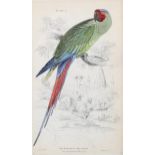 Edward Lear (1812-1888), hand-coloured lithograph on paper, The Great Green Maccaw (1836), 16.5cm