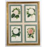 A set of 4 colour prints of camellias, mounted in common frame, overall frame dimensions 69cm x