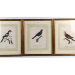 6 x 19th century hand coloured ornithological engravings, 29cm x 22cm, framed (6) All have foxing