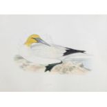 Francis Orpen Morris (1810-1893), hand-coloured engraving on paper, Gannet from Morris’s British