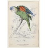 Edward Lear (1812-1888), hand-coloured lithograph on paper, Orange-Winged Lorikeet (1836), 14.5cm
