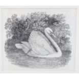 Thomas Bewick (1753-1828), wood engraving on paper, The Mute Swan, from A History of British Birds