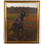 Michael Jevon, oil on canvas, black Labrador, signed, 50cm x 40cm, framed Good condition