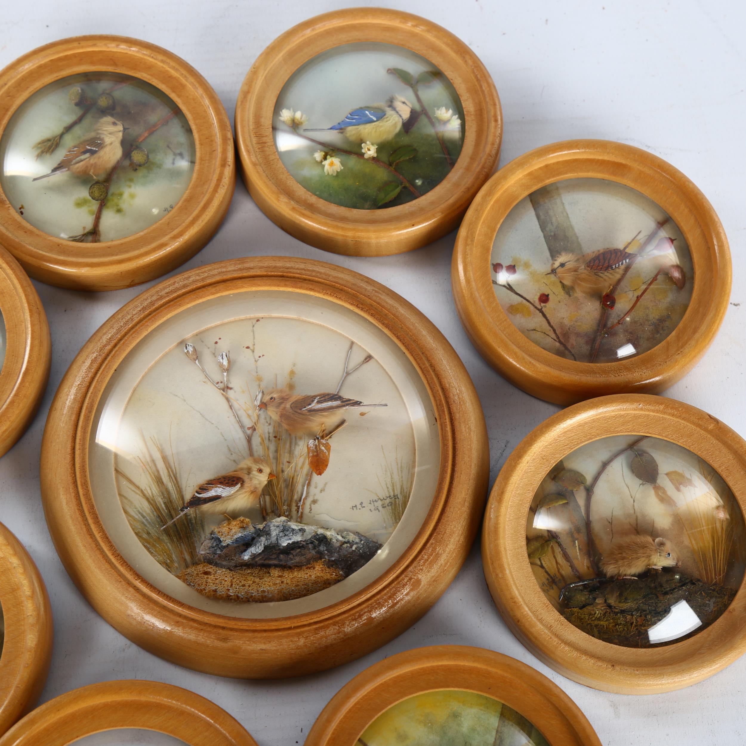H E Hervey RMS, 10 miniature diorama pictures behind convex glass depicting garden birds, made - Image 3 of 3