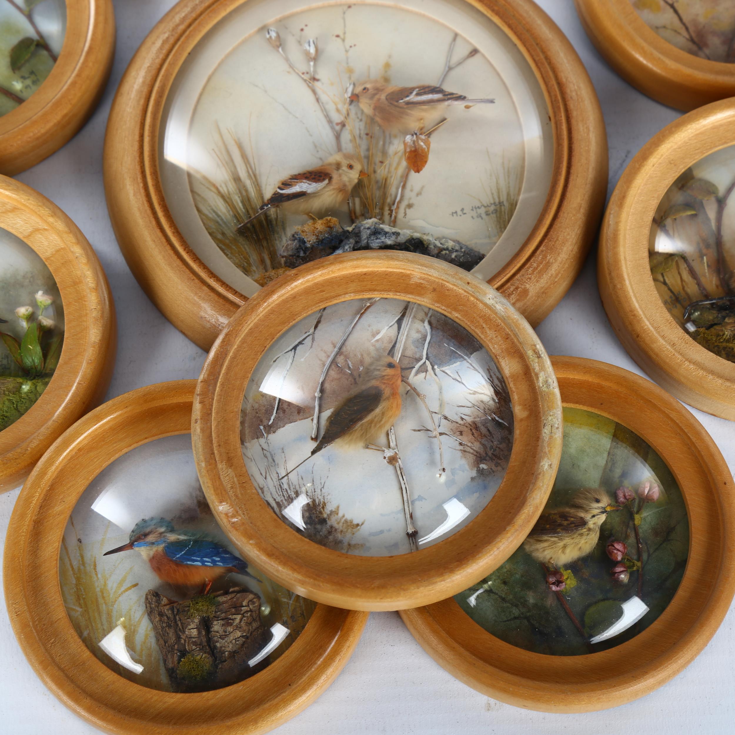 H E Hervey RMS, 10 miniature diorama pictures behind convex glass depicting garden birds, made - Image 2 of 3