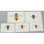 Manawar-Ud-Din, 4 ink/watercolour Indian entomological studies, largest 24cm x 34cm, unframed (4)