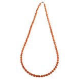 A single-strand coral bead necklace with 18ct gold clasp, bead length approx 7.8mm, necklace