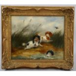 After George Armfield, Spaniels and ducks, 19th century oil on canvas, 25cm x 30cm, framed Canvas