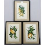 3 Chinese paintings on rice paper, studies of fruit, 28cm x 17cm, framed (3) Paper is slightly