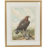 Diane Breeze (Contemporary), Golden Eagle, watercolour, signed, 48cm x 34cm
