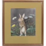 Diane Breeze (Contemporary), Rabbit in a hedgerow, gouache, 32cm x 27.5cm