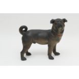 Austrian painted terracotta model of a pug dog, circa 1900, with glass eyes, length 36cm, height