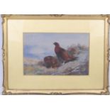 Archibald Thorburn (1860-1935), Red grouse on the moor, watercolour, signed and dated 1918, 18cm x