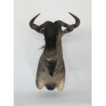 Taxidermy blue wildebeest trophy head, height 100cm, width 58cm