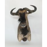 Taxidermy blue wildebeest trophy head, height 86cm, width 62cm
