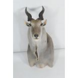 Taxidermy giant eland trophy head, height 120cm, width 52cm