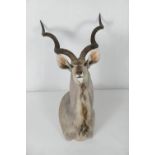 Taxidermy kudu trophy head, height 126cm, width 84cm